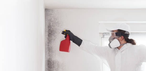 Best Commercial Mold Remediation in North Merritt Island, FL