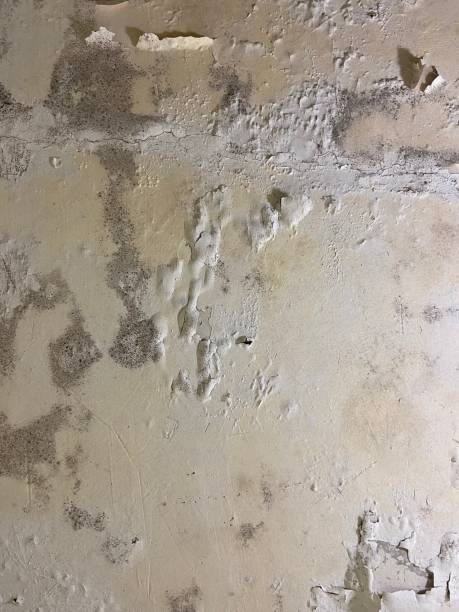 Best Post-Flood Mold Remediation in North Merritt Island, FL