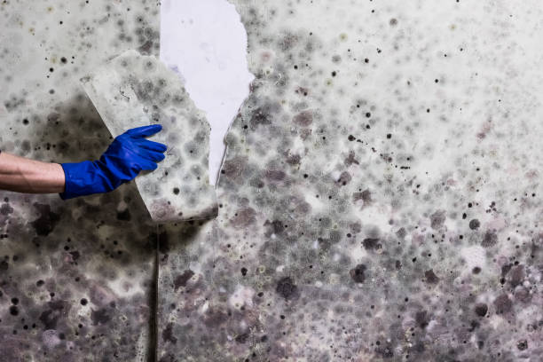 Best Insurance-Related Mold Remediation in North Merritt Island, FL